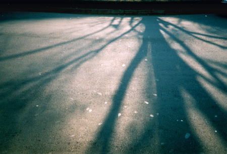 Shadow tree (Olympus XA2)